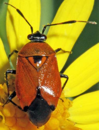 Réf. 326 673 : Deraeocoris punctum